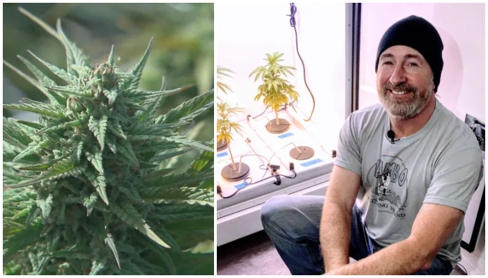 Local cannabis growers will be allowed to open retail stores, according to the Cannabis N.B.